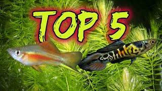 Top 5 Livebearers for Beginners [upl. by Eldredge]