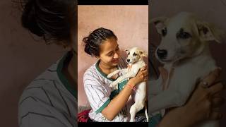 Pari ka X Ray aagya hai🤧 lifeofdeepa minivlog minishorts streetdogshelp [upl. by Grindle194]