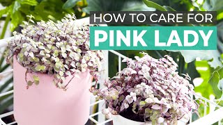 BEST TIPS  HOW TO CARE FOR PINK LADY CALLISIA REPENS TURLE VINE [upl. by Byrd770]