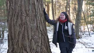 HUGE oldgrowth hemlock trees in Algonquin Park [upl. by Aimaj]