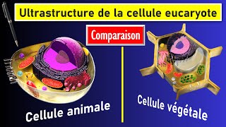 Comparaison de lultrastructure des cellules eucaryotes animale et végétale [upl. by Rehpretsirhc]