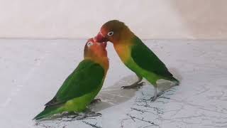 Feeding a male parrot to a female fischer lovebirds only the end [upl. by Gaskill222]