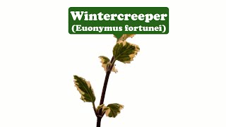 Facing challengesWintercreeper [upl. by Doughty]