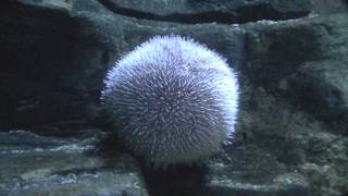 Edible Urchin Echinus esculentus  Sea Anemone [upl. by Ybrad]