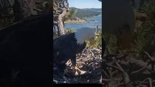 Big Bear Bald Eagle brings fish 🐟 for breakfast fish eaglenest eagle wildlife nature shorts [upl. by Esten695]