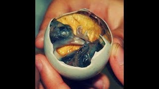 Comiendo un pollo crudo  BALUT manjar Filipino [upl. by Anasus42]