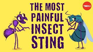 The world’s most painful insect sting  Justin Schmidt [upl. by Nalyk]