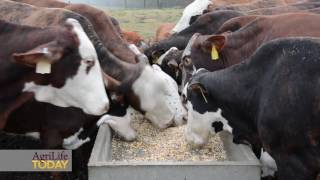 Supplemental feeding for beef cattle [upl. by Kenyon]