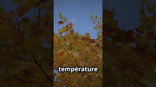 Pourquoi les feuilles changentelles de couleur en automne  🍁🌳 facts science [upl. by Lednyc]