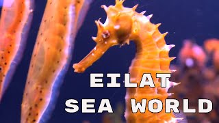 Eilat Sea World 4K  Israel [upl. by Savill]