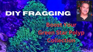 Fragging Green Star Polyps out of a Tupperware container [upl. by Yodlem]