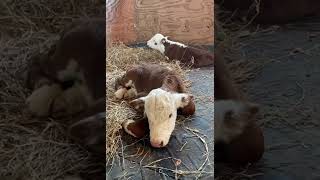 TWIN CALVES Bottle feeding [upl. by Dimah]