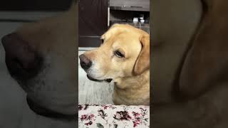 Funny dog video 😂😂😂😂😂😂😂😂 [upl. by Yecies]