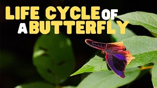 Life Cycle of a butterfly  Butterflies for Kids  Learn the 4 stages of the butterfly life cycle [upl. by Iy763]