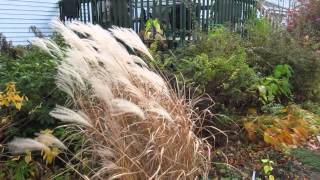 Miscanthus purpurascens in fall [upl. by Celka52]