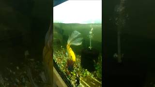 Veil tail curp fish🐟🐟 shortsyoutubeviral [upl. by Astri]