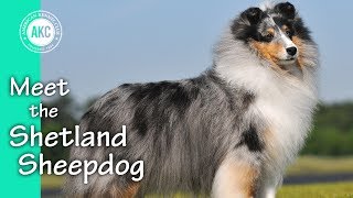 Meet the Shetland Sheepdog [upl. by Masao]