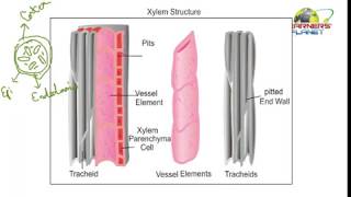 Biology tissues class notes session 6 for 9th cbse [upl. by Llerrah]