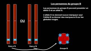 3ème  Gène Allèles et groupes sanguins [upl. by Nahshunn317]