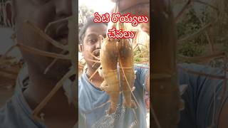 పెన్నా నదిలో వల కి పడ్డ చేపలు రొయ్యలు nellore penna river fish [upl. by Esdnil]