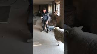 Sheep Chases Tradesmen amp Terrorises The Site shorts [upl. by Eneri]