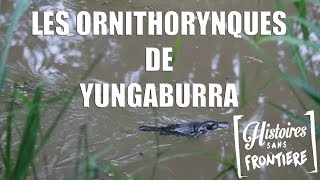 Les ornithorynques de Yungaburra [upl. by Bogosian533]