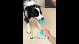 Dog Pull Creative Toy pets cat cute animals [upl. by Lenod921]