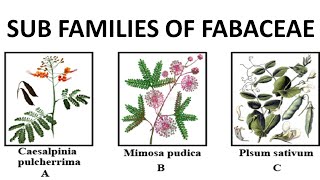 Fabaceae subfamilies  Mimosoideae Caesalpinioideae and Papilionoideae [upl. by Pressey]