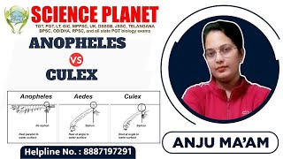 DIFFERENCE BETWEEN ANOPHELES amp CULEX MOSQUITO II BY ANJU MAM [upl. by Boarer]