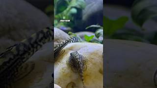 Sewellia lineolata Prachtflossensauger Aquascaping shortvideo aquarium aquascape plecofish [upl. by Eenattirb]