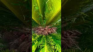 megasporophyll of cycas captured from Sainik school ambikapur [upl. by Afrikah722]