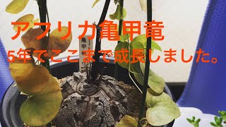 亀甲竜 Dioscorea elephantipes を5年育てると、、、、。 [upl. by Debarath]