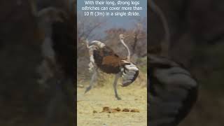 How Fast Can Ostrich Run 060 kmh in [upl. by Ludba386]