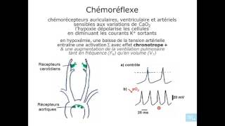 physiologie cardio vasculaire partie 14 [upl. by Botti]