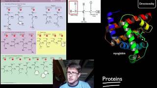 Biological Molecules [upl. by Chessa]