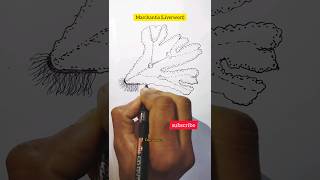 Marchantia diagramLiverwortshorts viral ytshorts drawing diagram viralvideostudydailylearn [upl. by Illoh]