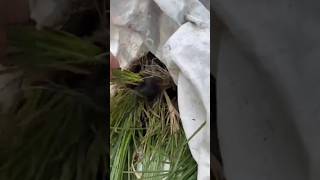 VETIVER GRASS TECHNOLOGY GREEN SOLUTIONS FOR SUSTAINABLE ORGANIC FARMING DEVELOPMENT KORABO COOP [upl. by Lasiaf]