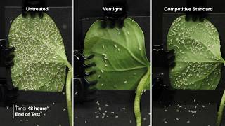 Ventigra® Insecticide  Adult Whitefly Time Lapse [upl. by Aihtiekal]