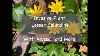 Invasive Plant Lesser Celandine [upl. by Marras]