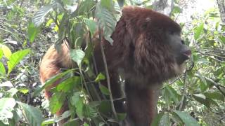 Hear a male howler monkey roar [upl. by Eelibuj]