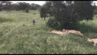 Warthog runs right into a pride of lions [upl. by Jessalin]