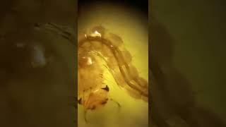 Funny Pupa amp Larva of Mosquito Culex in Water Drop Under Microscope Kyiv Ukraine Лялечка Комара [upl. by Frye]