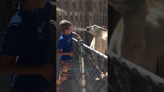 Why Llamas Spit on Kids Myths and Facts shorts [upl. by Brand]