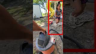 Vacuum vs Wasps How to Relocate a Deadly Nest insects wasps [upl. by Babette]