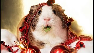 Funny Cute Christmas Animals  Beddinginn [upl. by Also]