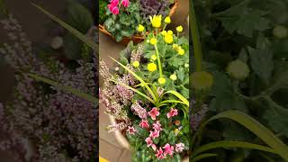 Pretty flower baskets for fall autumnflowers fallflowers [upl. by Argyres]