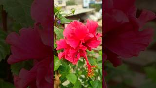 Beautiful hibiscus plants gardening caretips hybiscus flowers shortvideo short [upl. by Hasina]