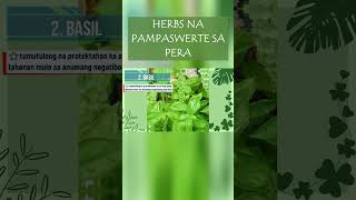 HERBS NA MAY DALANG SWERTE LALO NA SA KAPERAHAN  BASIL PLANT pampaswertesapera herbs basil [upl. by Rondon981]