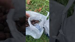 Hickory Nut Harvest  Collecting Tree Seeds to Grow shorts permaculture tree foodforest [upl. by Auoh323]