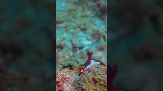 Nembrotha chamberlaini fact shorts tredingshorts Nembrotha mustafa animals sea oceanwildlife [upl. by Mickie]